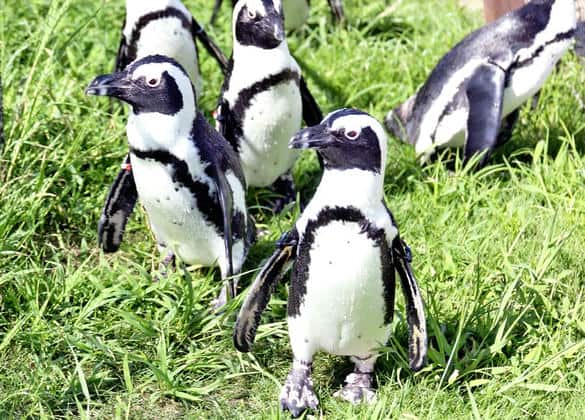 動物図鑑・ケープペンギン